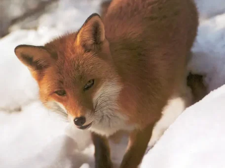 Posten 6: Fuchs