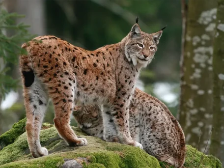 Posten 6: Luchs