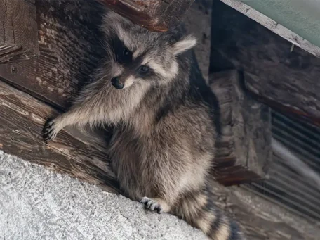 Posten 6: Waschbär