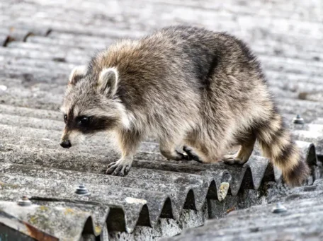 Posten 6: Waschbär