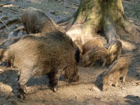 Posten 6: Wildschweine
