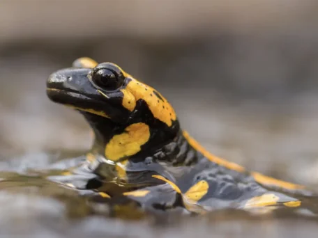Posten-07 Feuersalamander