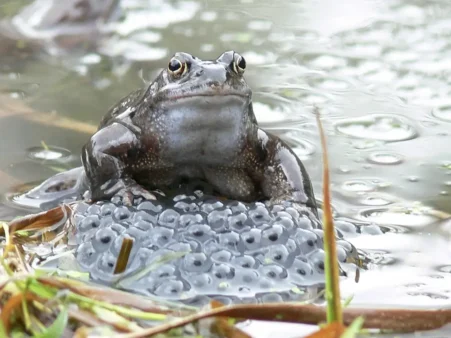 Posten-07 Grasfrosch