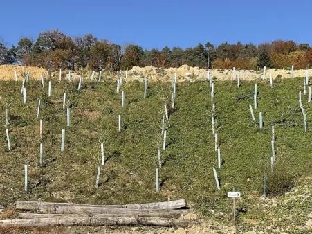 Posten-08 Waldverjüngung